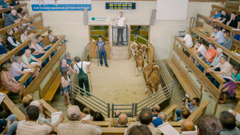 Jungbullen Versteigerung